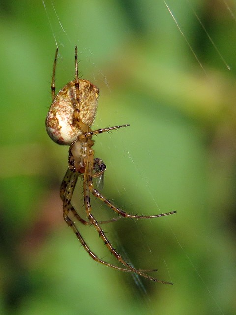 Metellina segmentata