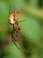 Metellina segmentata