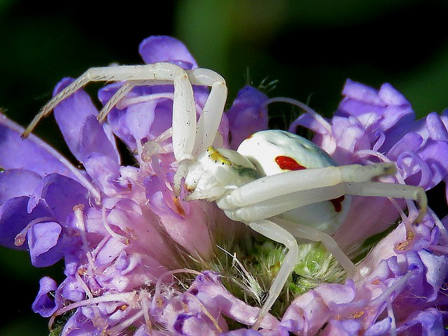 Misumne cagneuse, thomise variable, misumena vatia