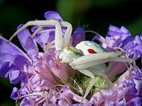 Misumène cagneuse, misumena vatia