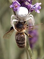 Misumène cagneuse, thomise variable