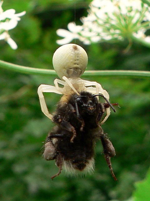 Misumène cagneuse, thomise variable