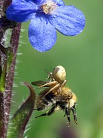 Femelle misumène cagneuse, misumena vatia