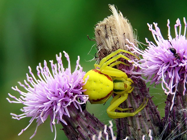 Misumne cagneuse, thomise variable, misumena vatia