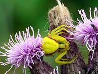 Misumène cagneuse, misumena vatia