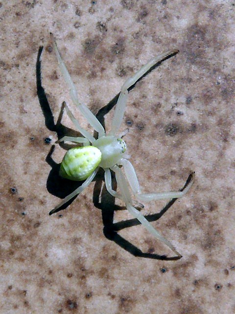 Misumène cagneuse, misumena vatia