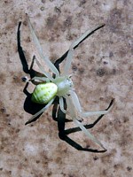 Misumène cagneuse, thomise variable