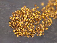Nid d'arachnides