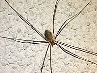 Opilion, faucheux, opilio parietinus
