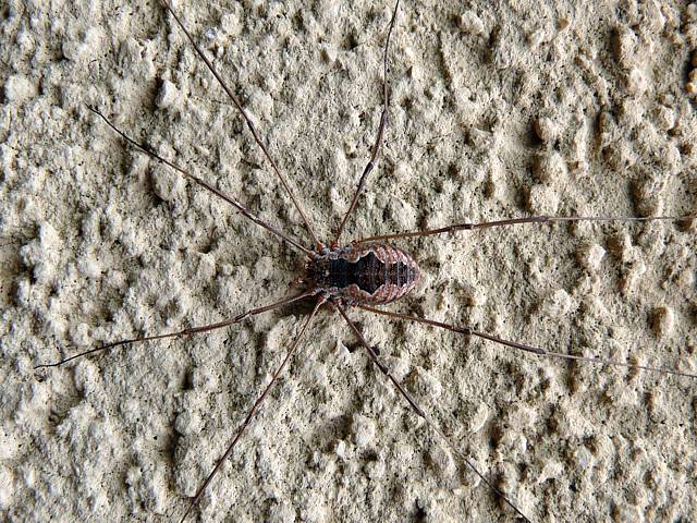 Opilion des murailles ou faucheux, opilio parietinus