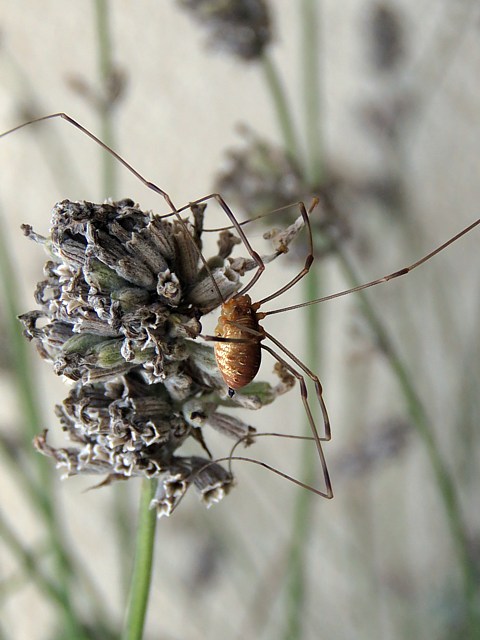 Opilion, faucheux, faucheur