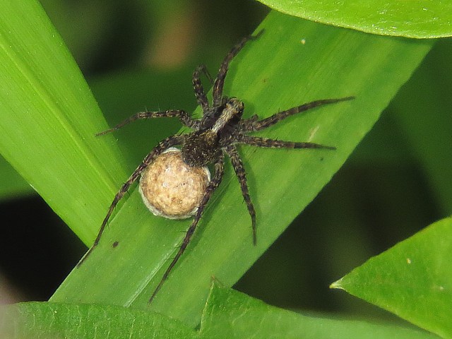 Pardosa lugubris