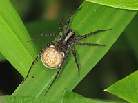 Pardosa amentata avec son cocon