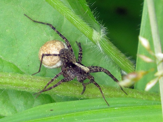 Pardosa lugubris