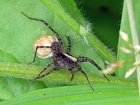 Pardosa amentata 