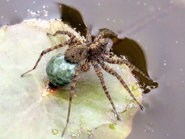 Pardosa milvina