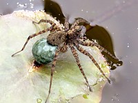 Pardosa milvina