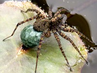 Pardosa milvina