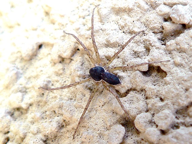 Philidrome variable, philodromus dispar
