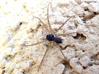 philodrome variable, philodromus dispar