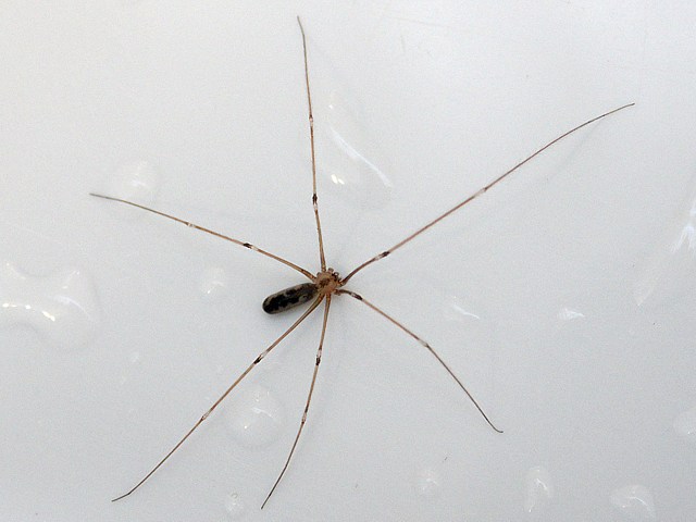 Pholque phalangide, pholcus phalangioides