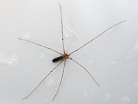 Pholque phalangide, pholcus phalangioides