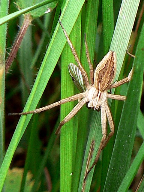 Pisaure tonnante, pisaura mirabilis