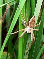 Pisaure étonnante, pisaura mirabilis