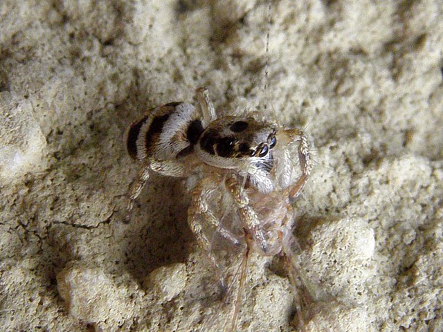 Saltique chevronne, salticus scenicus