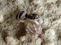 Saltique chevronnée, salticus scenicus