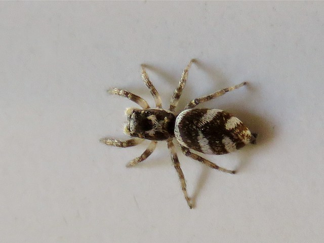 Saltique chevronne, salticus scenicus