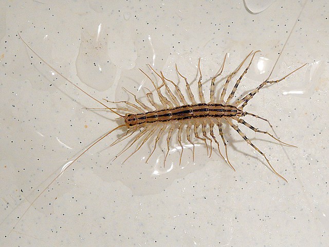 Scutigre, scutigera coleoptrata