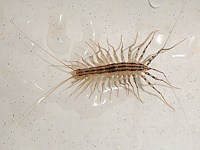Scutigère, scutigera oleoptrata