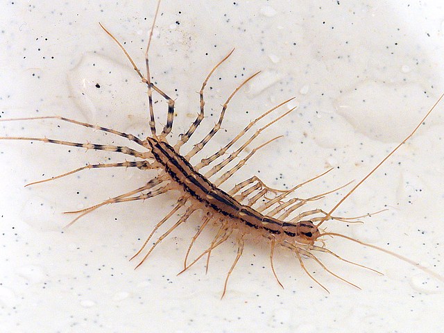 Scutigre, scutigera coleoptrata