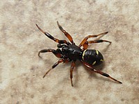 Steatoda, steatoda phalerata