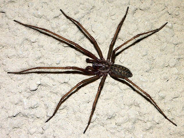 Tgnaire noire, tegenaria atrica