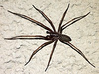 Tégénaire noire, tegenaria atrica