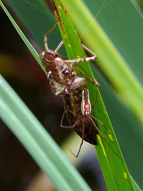 Ttragnathe tendue,  tetragnatha extensa