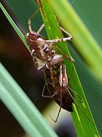 Tétragnathe étirée, tetragnatha extensa