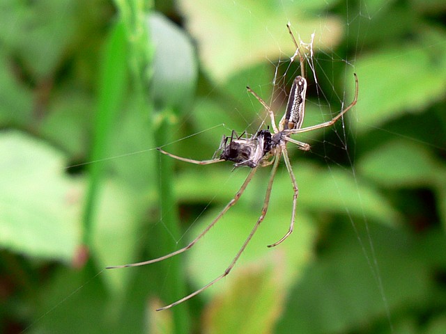 Ttragnathe tendue