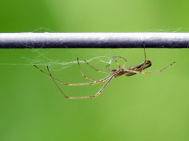 Ttragnathe tendue