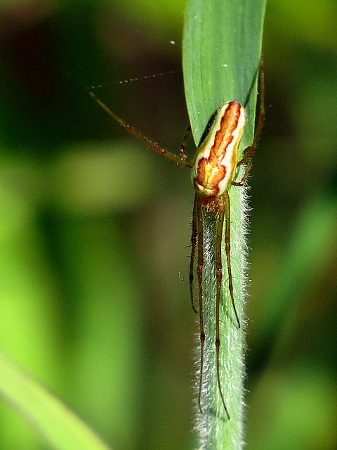 Tétragnathe étendue,  tetragnatha extensa