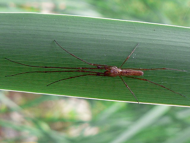 T�tragnathe montana, tetragnatha montana