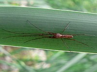 Tetragnathe montana, tetragnatha montana