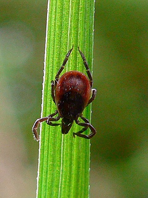 Tique ricin, ixodes ricinus