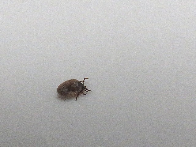 Tique ricin, ixodes ricinus