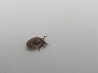 Tique ricin, ixodes ricinus