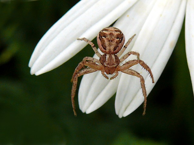 Xysticus, xysticus cristatus