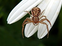 Xysticus, xysticus cristatus