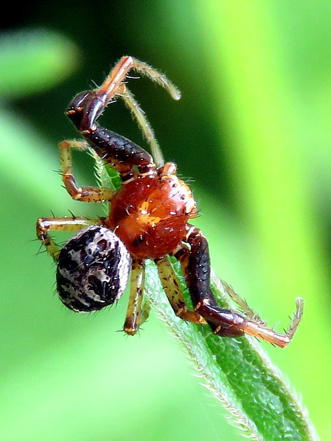 Xysticus lanio